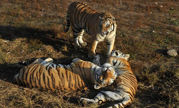Siberian tigers in Harbin